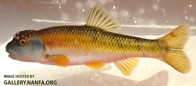 Nocomis leptocephalus male10 by BZ