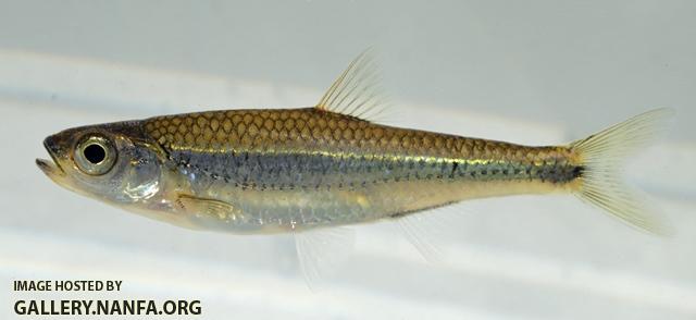 Notropis scepticus male1 by BZ