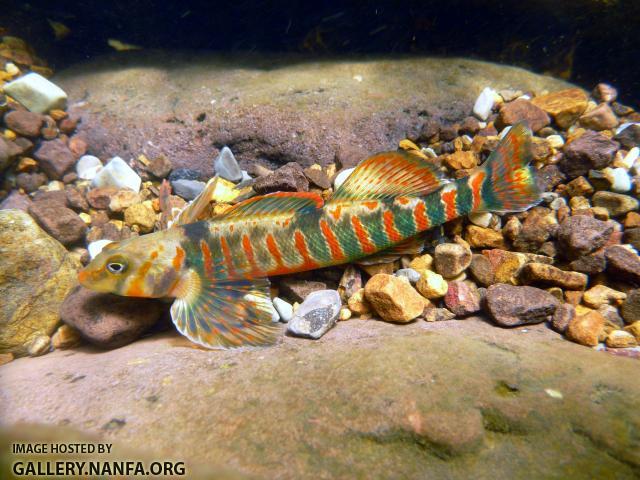 Male Candy darter