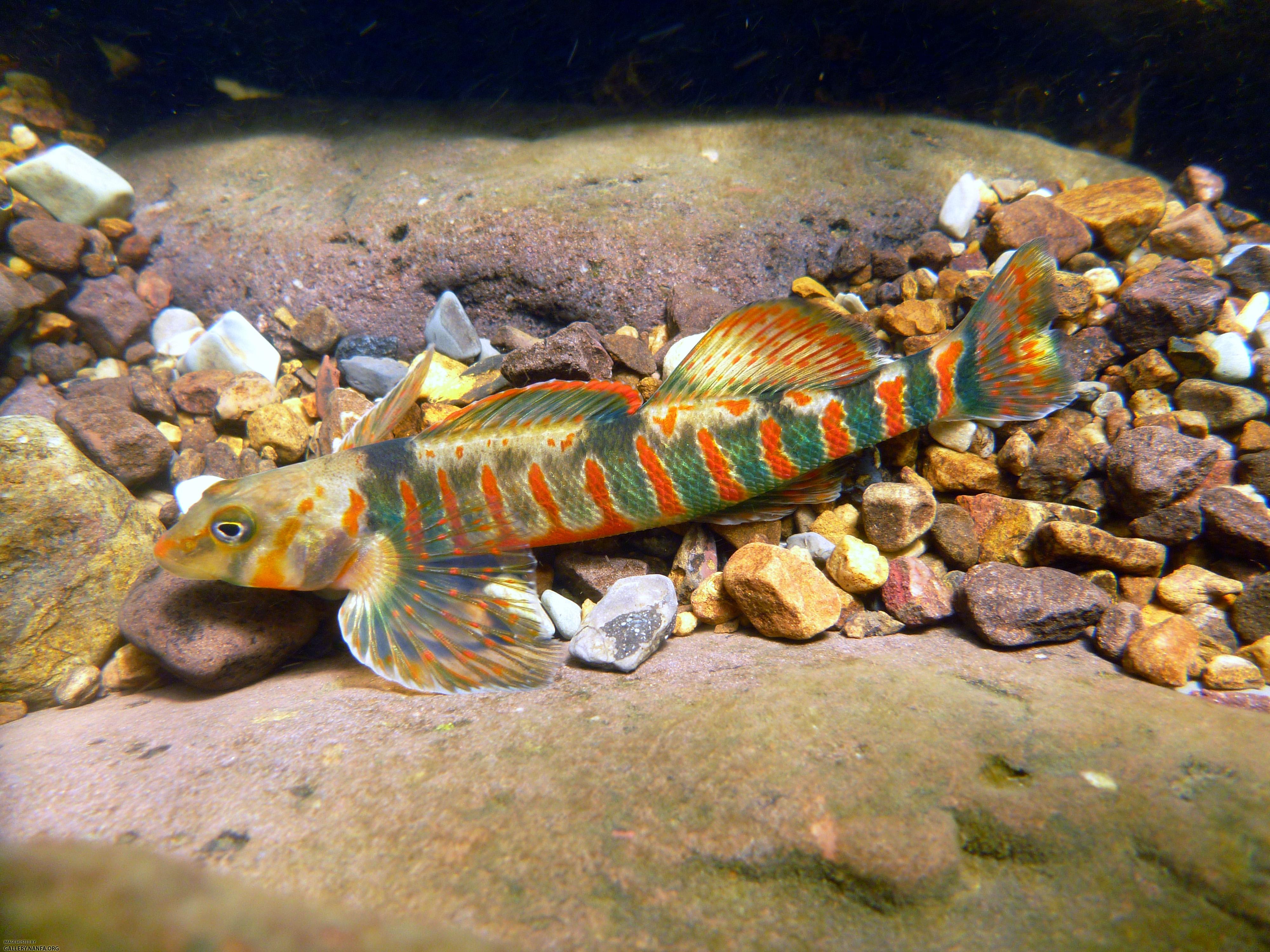 Male Candy darter