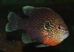 Lepomis marginatus western male6 by BZ