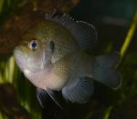 Lepomis punctatus male8 by BZ