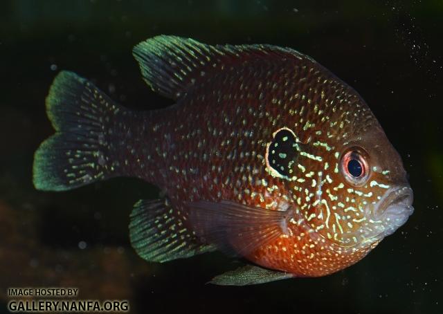 Lepomis marginatus western male6 by BZ