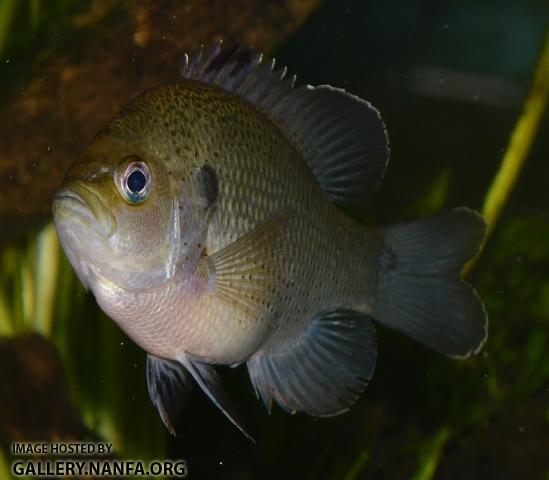 Lepomis punctatus male8 by BZ