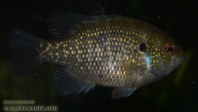 Lepomis symmetricus male7 by BZ