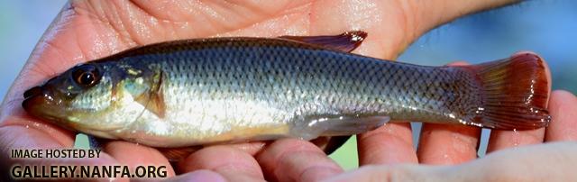 Fundulus seminolis male3 by JZ