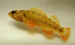 Etheostoma bellum male1 by BZ