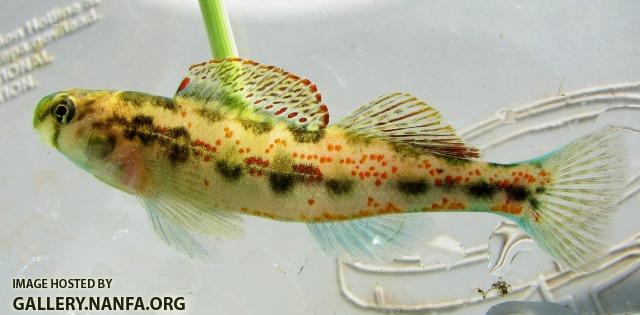 Etheostoma atripinne male1 by BZ