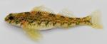 Etheostoma blennioides female1 by BZ