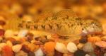 Etheostoma blennioides female2 by BZ