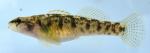 Etheostoma brivispinum female1 by AK