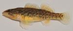 Etheostoma caeruleum female2 by BZ