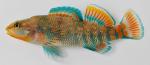 Etheostoma caeruleum male2 by BZ