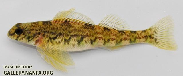 Etheostoma blennioides female1 by BZ