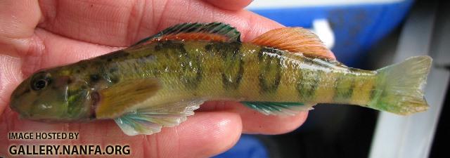 Etheostoma blennioides male6 by BZ