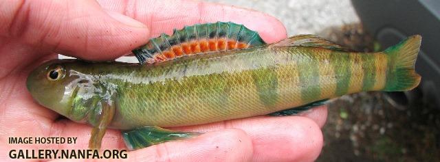 Etheostoma blennioides male7 by BZ