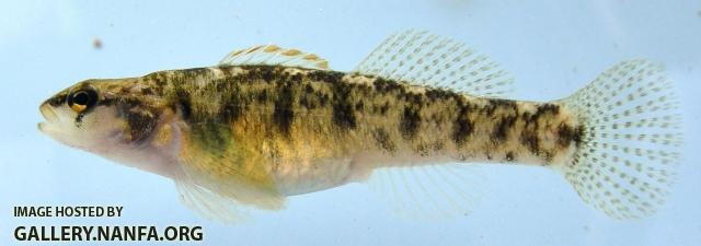 Etheostoma brivispinum female1 by AK