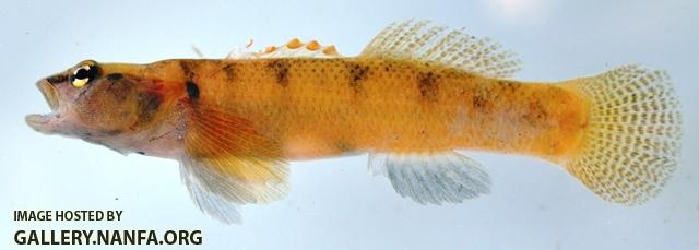 Etheostoma brivispinum male1 by AK