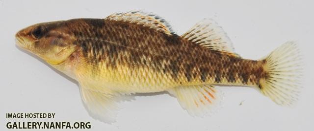 Etheostoma caeruleum female1 by BZ