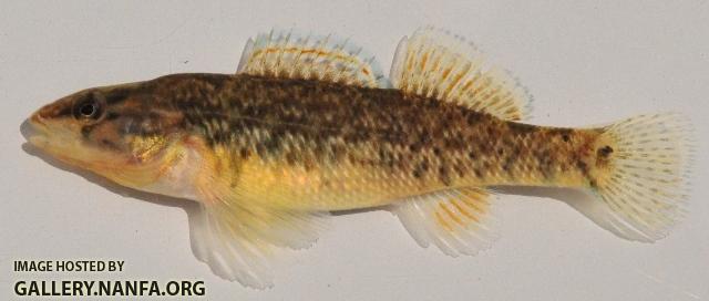 Etheostoma caeruleum female2 by BZ