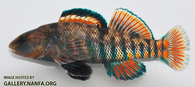 Etheostoma caeruleum male1 by BZ