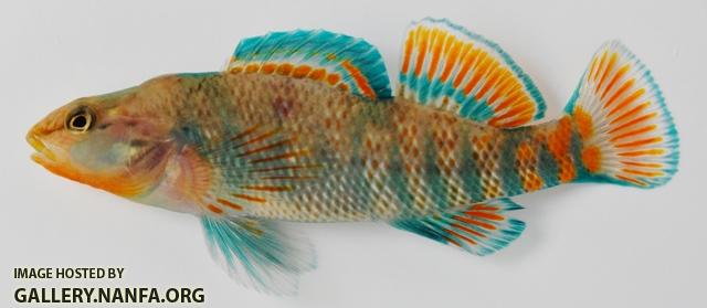 Etheostoma caeruleum male2 by BZ