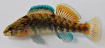 Etheostoma caeruleum x spectabile male1 by BZ