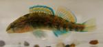 Etheostoma caeruleum x spectabile male5 by BZ