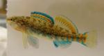 Etheostoma caeruleum x spectabile male7 by BZ