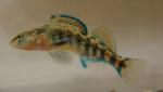 Etheostoma caeruleum x spectabile male8 by BZ