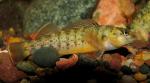 Etheostoma camurum male2 by BZ