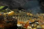 Etheostoma camurum male3 by BZ