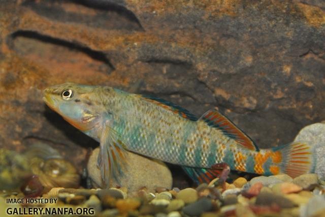 Etheostoma caeruleum male3 by BZ