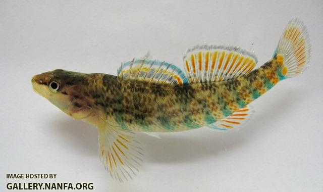 Etheostoma caeruleum male6 by BZ