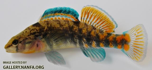 Etheostoma caeruleum x spectabile male1 by BZ