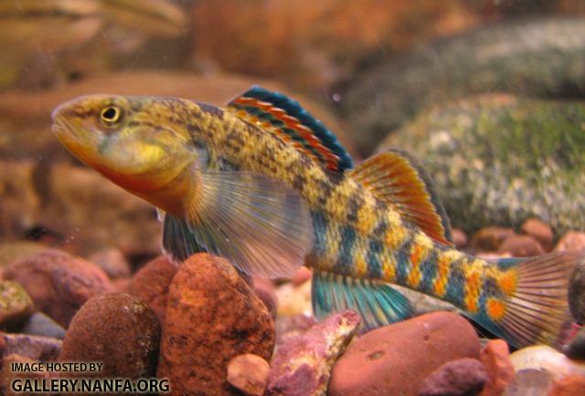 Etheostoma caeruleum x spectabile male2 by BZ