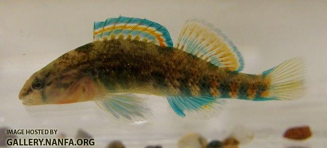 Etheostoma caeruleum x spectabile male5 by BZ