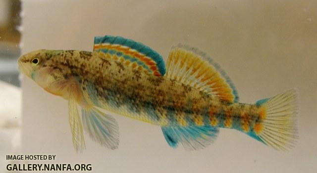 Etheostoma caeruleum x spectabile male7 by BZ