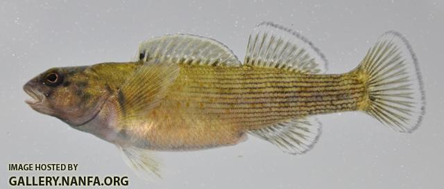 Etheostoma camurum female1 by BZ