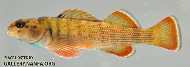 Etheostoma camurum male1 by BZ