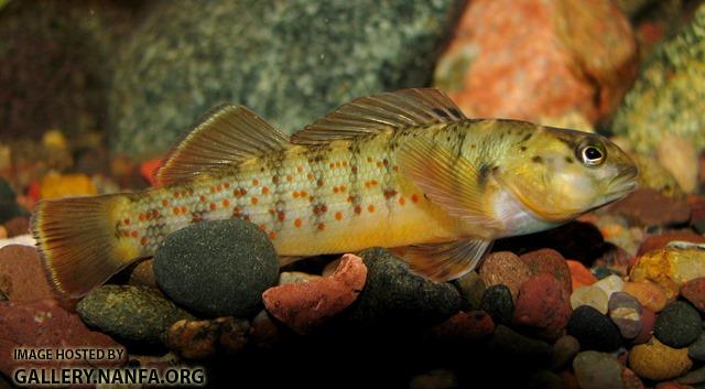 Etheostoma camurum male2 by BZ