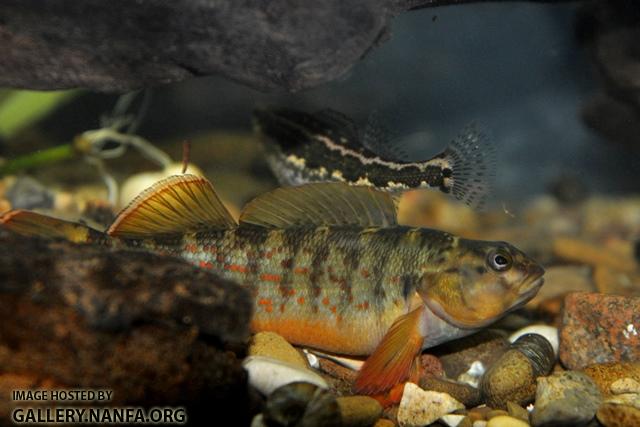 Etheostoma camurum male3 by BZ