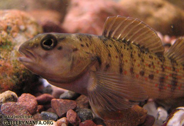 Etheostoma camurum male4 by JZ