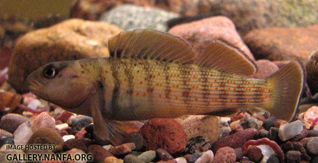 Etheostoma camurum male5 by JZ