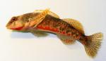 Etheostoma erythrozonum male1 by BZ