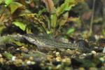 Etheostoma exile female3 by BZ