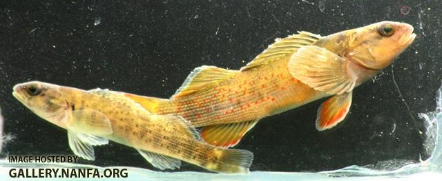 Etheostoma camurum pair1 by BZ