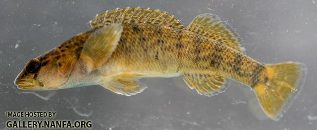 Etheostoma camurum x tippecanoe female1 by BZ