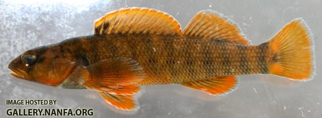 Etheostoma camurum x tippecanoe male2 by BZ