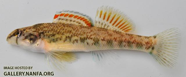 Etheostoma coosae 1 by BZ